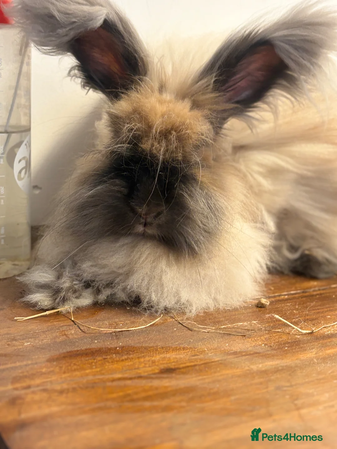 Angora rabbits for sale: Beautiful Angora rabbits in Brentwood - Advert 2