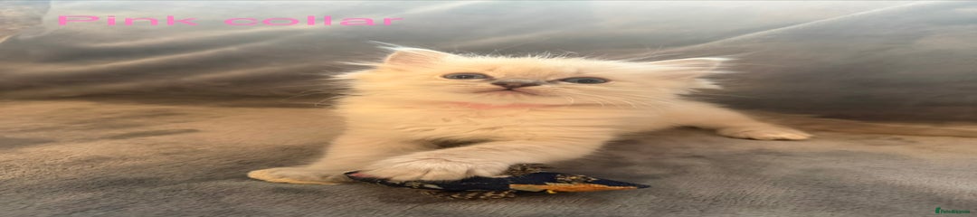 Pink Collar