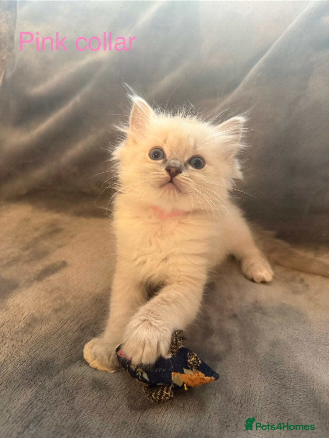 Ragdoll cats for sale: Beautiful Ragdoll Kittens  - Image 26