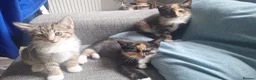 Mixed Breed cats for sale: 3 little boys and 1 girl  - Advert 14