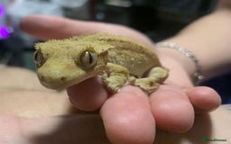 Gecko reptiles for sale: X 2  3y old Crested Geckos + Full Setup: Watford - Image 5