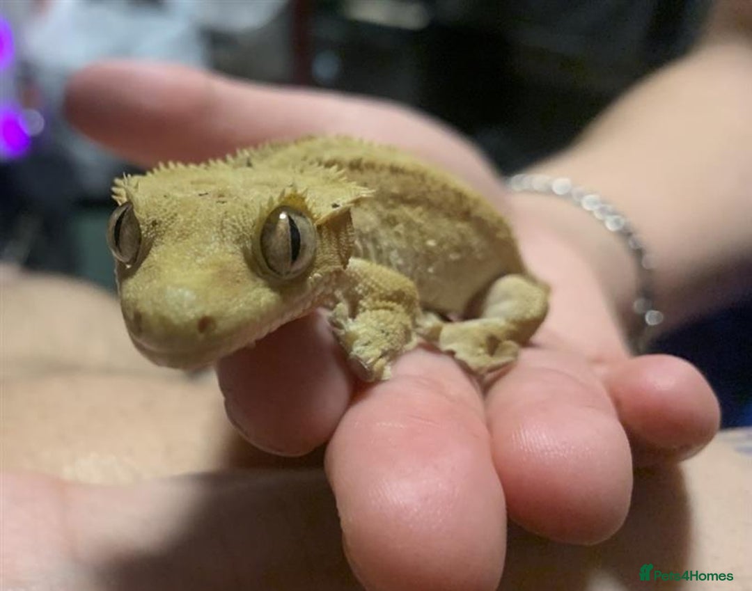 Gecko reptiles for sale: X 2  3y old Crested Geckos + Full Setup: Watford - Image 5