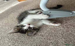 Mixed Breed cats for sale: Mixed Breed Kittens  - Image 1