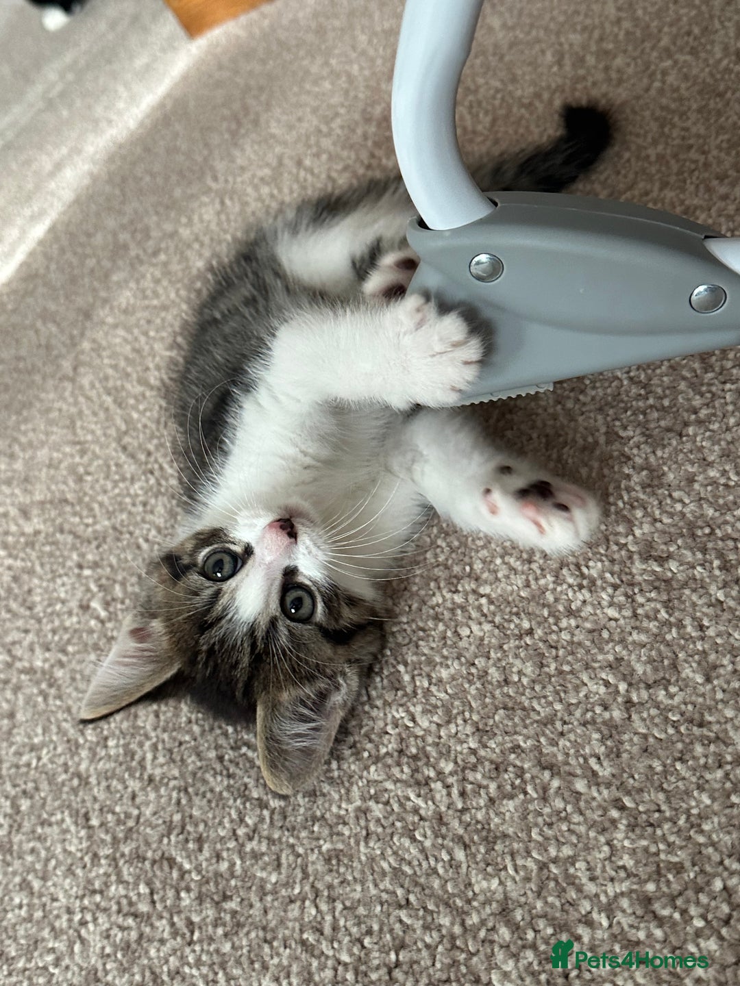 Mixed Breed cats for sale: Mixed Breed Kittens  - Image 1