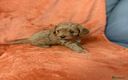 Cavapoo dogs for sale: 4 F1 Cavapoo puppies  - Image 8