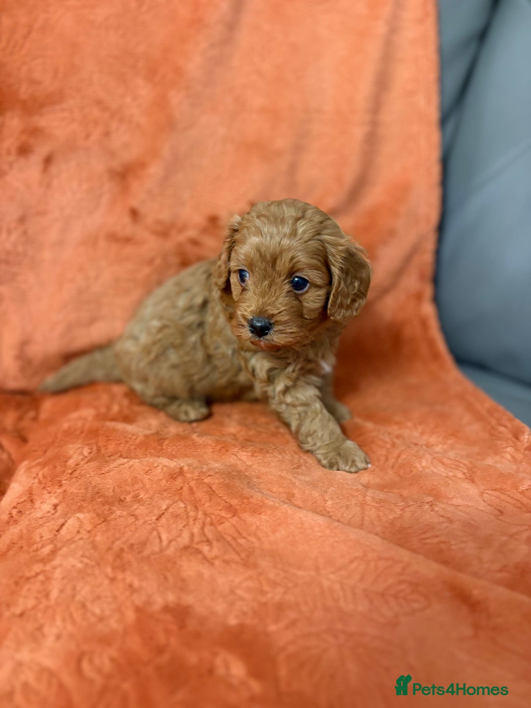 Cavapoo dogs for sale: 4 F1 Cavapoo puppies  - Image 8