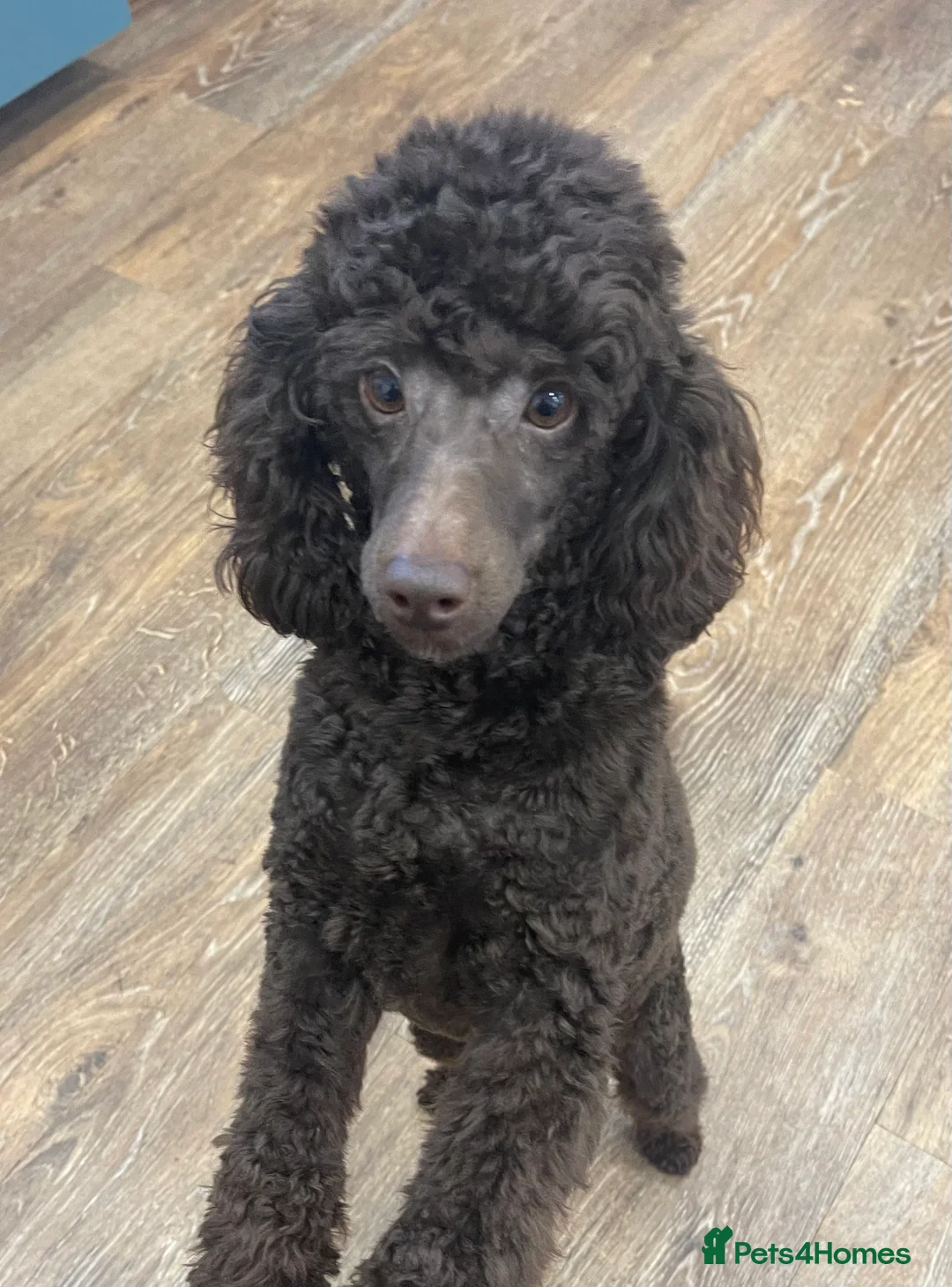 Toy Poodle dogs for stud: Beautiful rich chocolate toy poodle. dna clear.  in Cardiff - Advert 7