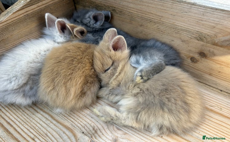Lionhead rabbits - Advert 1