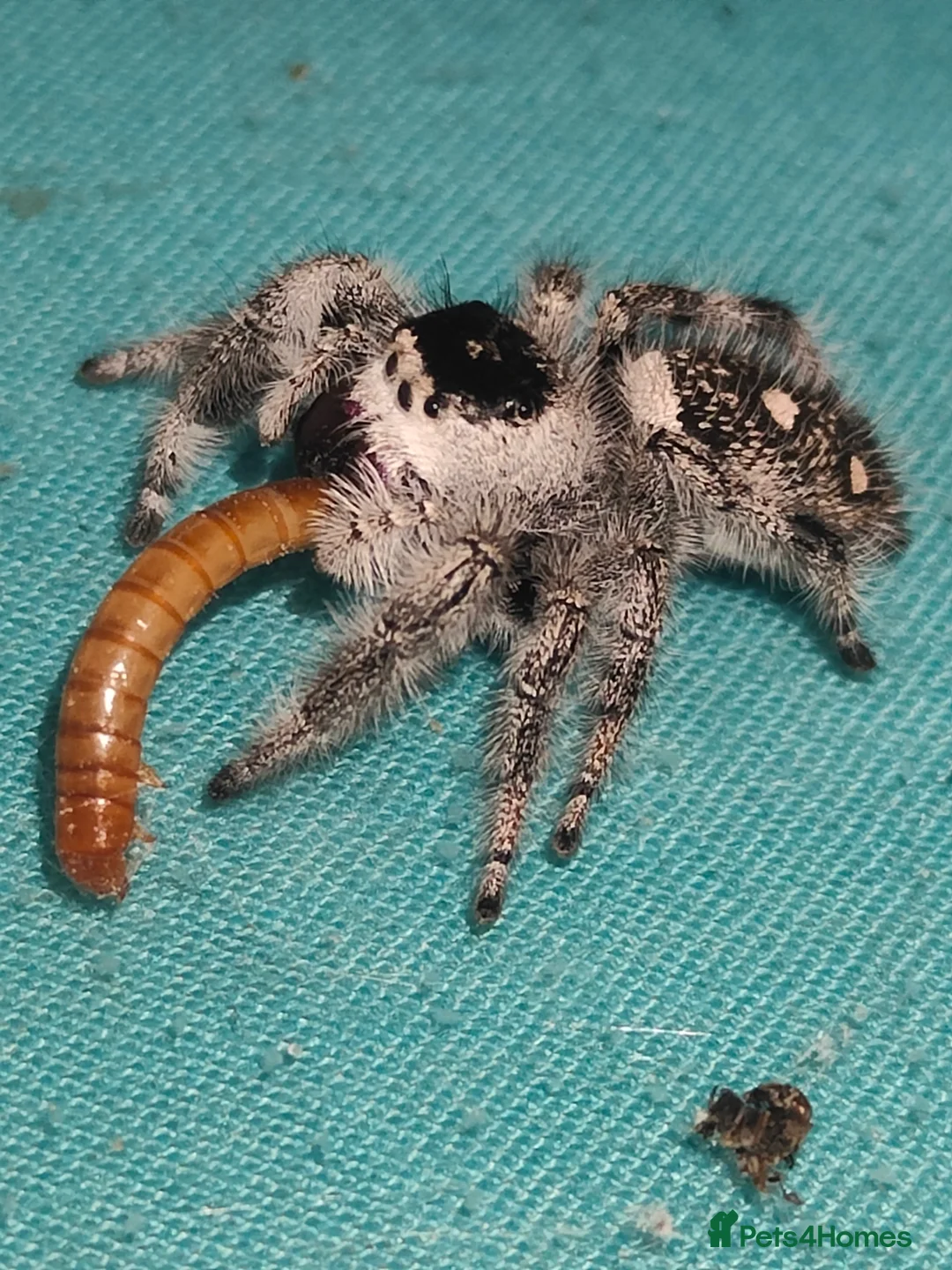 Spiders invertebrates for sale: Jumping spiders/Phidippus regius Apalachicolla/ - Advert 3