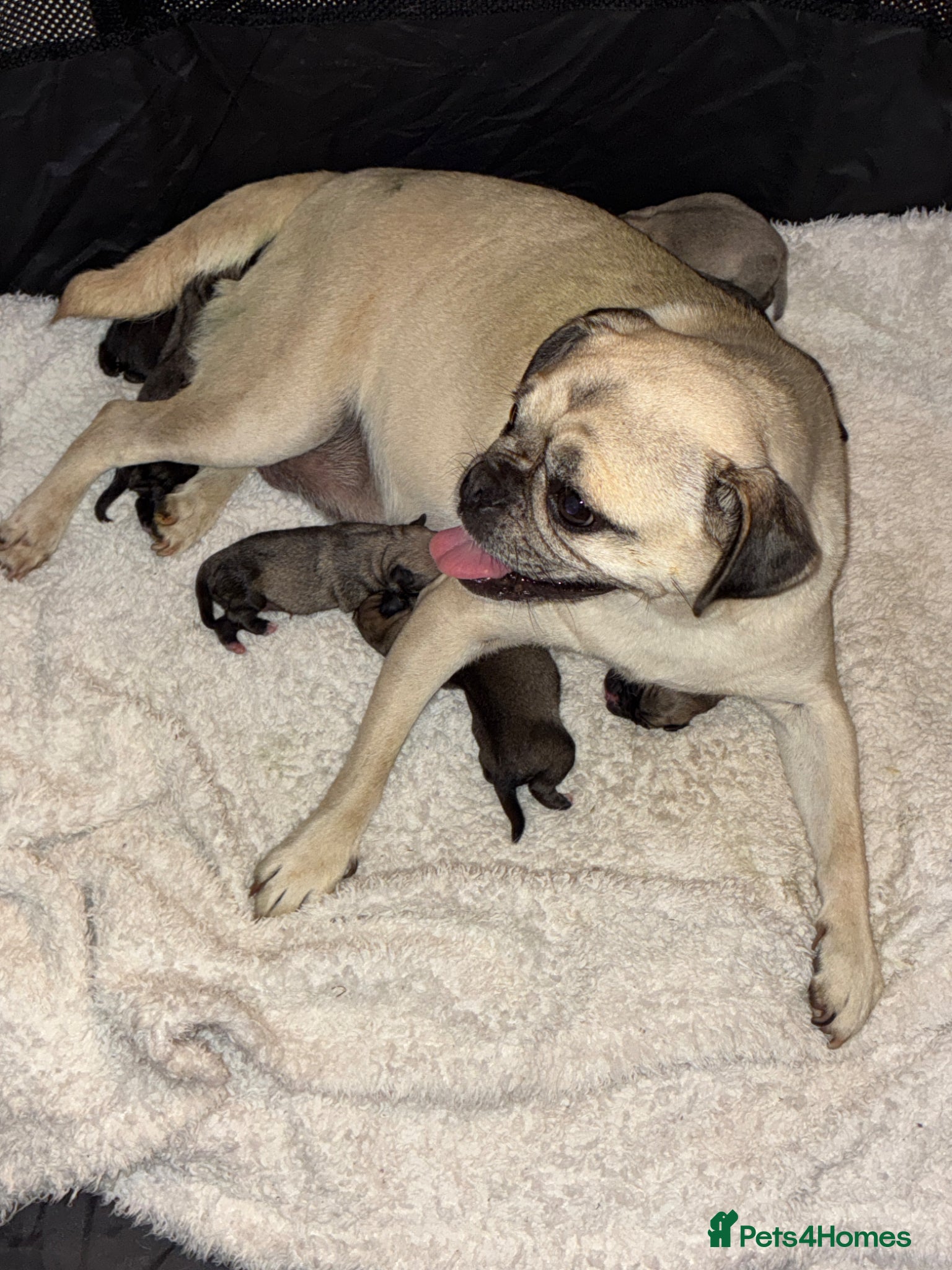 Pug dogs Beautiful Pug Puppies for Sale - Advert 3