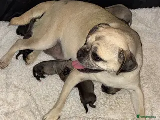 Pug dogs Beautiful Pug Puppies for Sale - Advert 3