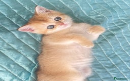 British Shorthair cats for sale: Gorgeous pure breed colour point and golden kitten - Image 13