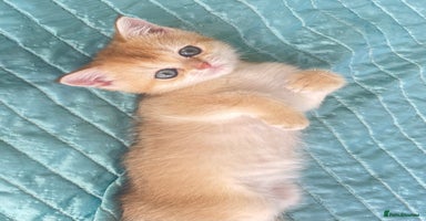 British Shorthair cats - Advert 4