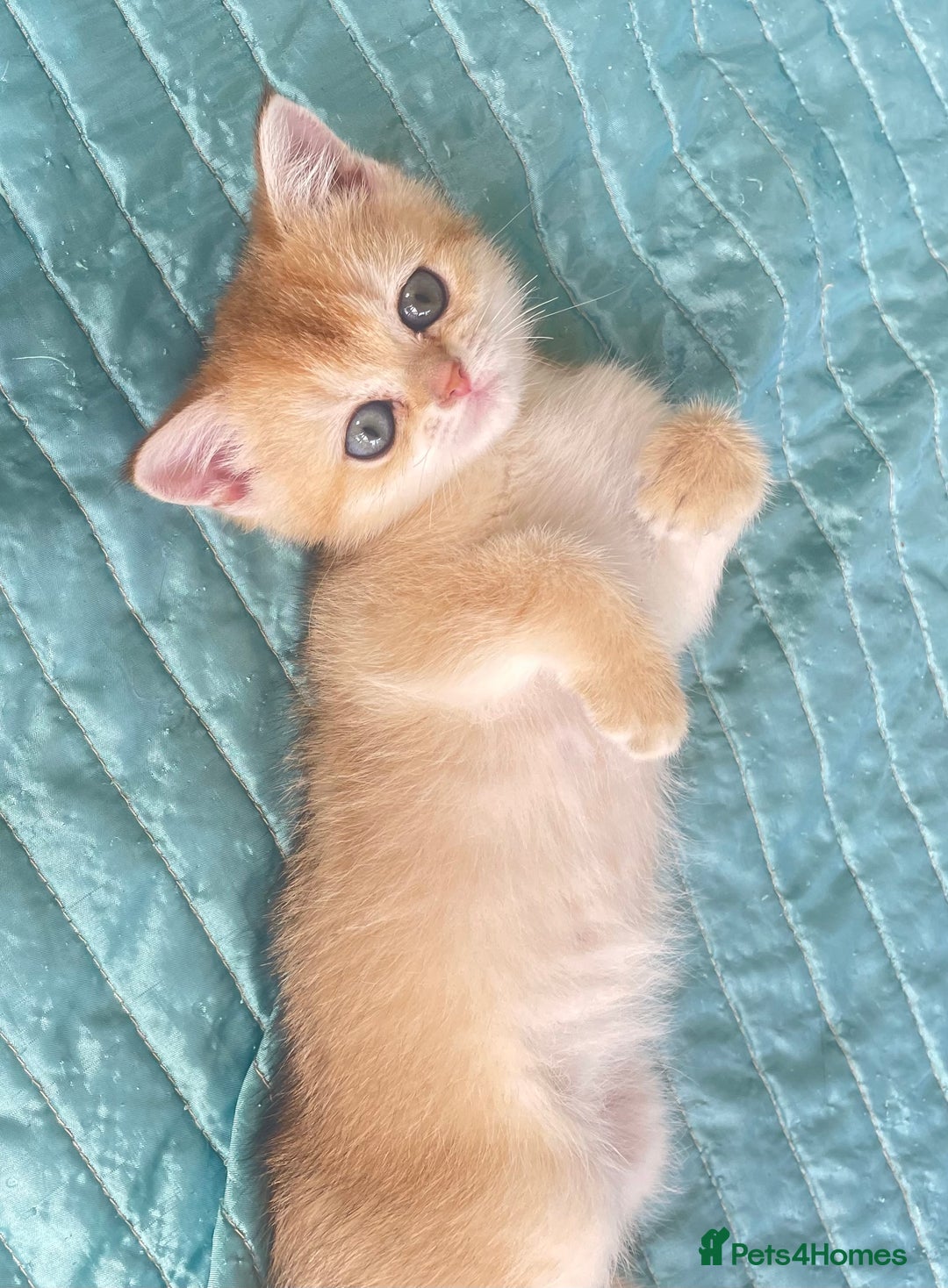 British Shorthair cats for sale: Gorgeous pure breed colour point and golden kitten - Image 13