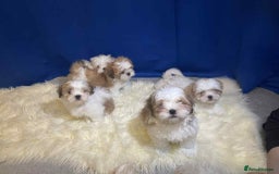 Shih Tzu dogs for sale: Five Adorable Puppies Looking for Loving Families - Image 2
