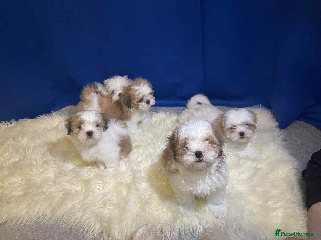 Shih Tzu dogs for sale: Five Adorable Puppies Looking for Loving Families - Image 2