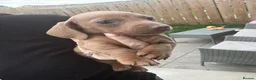 Dachshund dogs for sale: 1 Isabella boy & 1 fawn girl for sale  - Advert 8