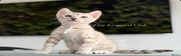 Bengal cats for sale: Stunning Snow Mink and Sepia TICA Pedigree Bengals - Advert 11