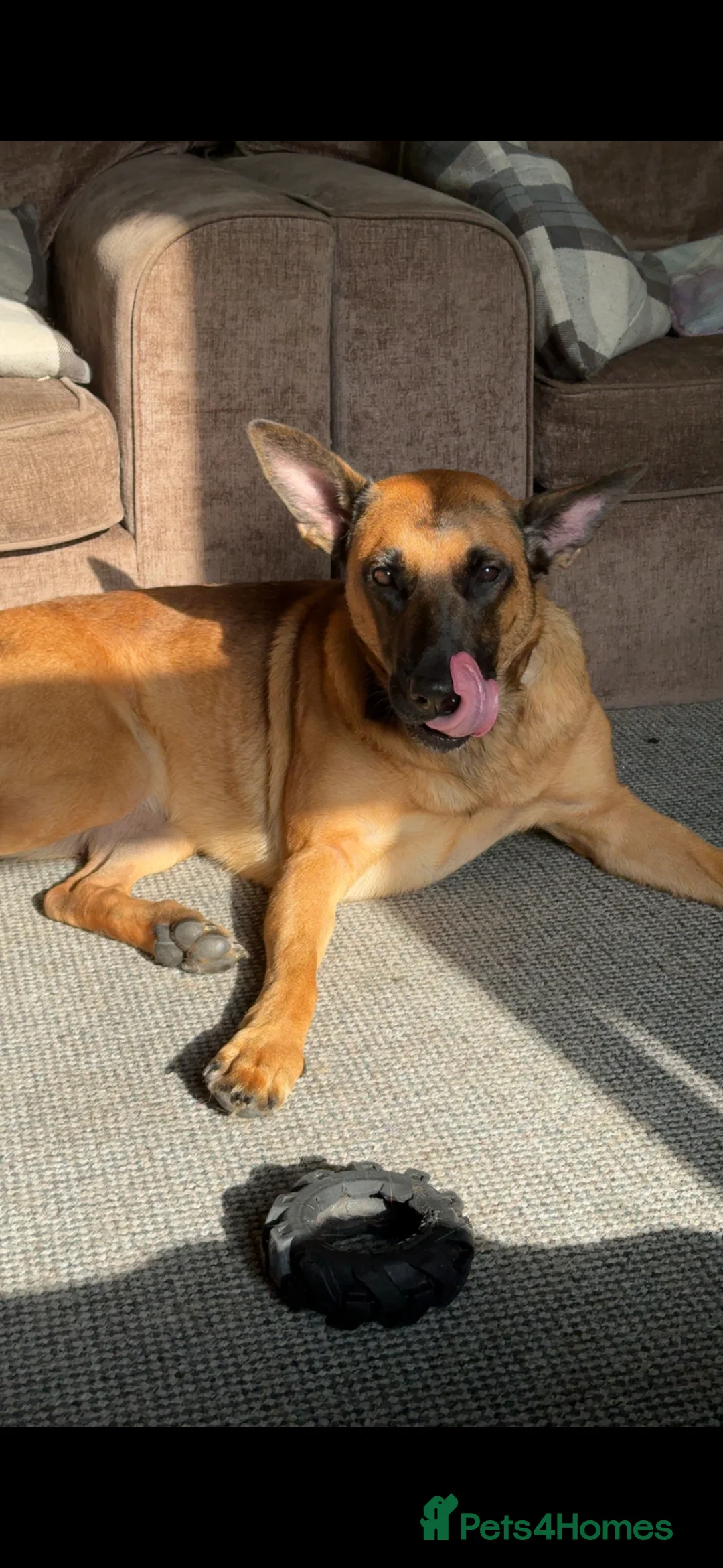 Mixed Breed dogs for sale: Miss Jamie and full Starter Kit - Advert 2