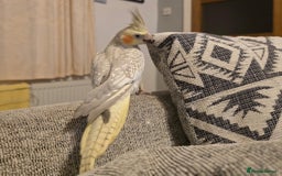 Cockatiels birds for sale: Sociable young Pearl Cockateil - Image 6