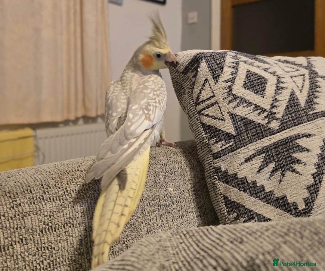 Cockatiels birds for sale: Sociable young Pearl Cockateil - Image 6