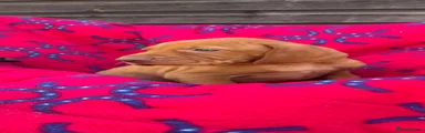 Hungarian Vizsla 4