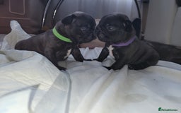 French Bulldog dogs for sale: 2 Girls and 4 Boys - Image 21