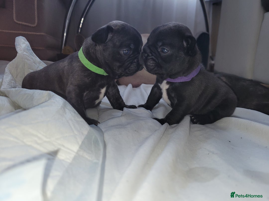 French Bulldog dogs for sale: 2 Girls and 4 Boys - Image 21