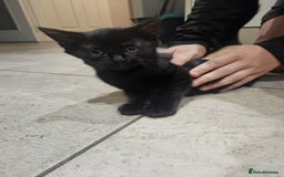 Mixed Breed cats for sale: kitten - Advert 3