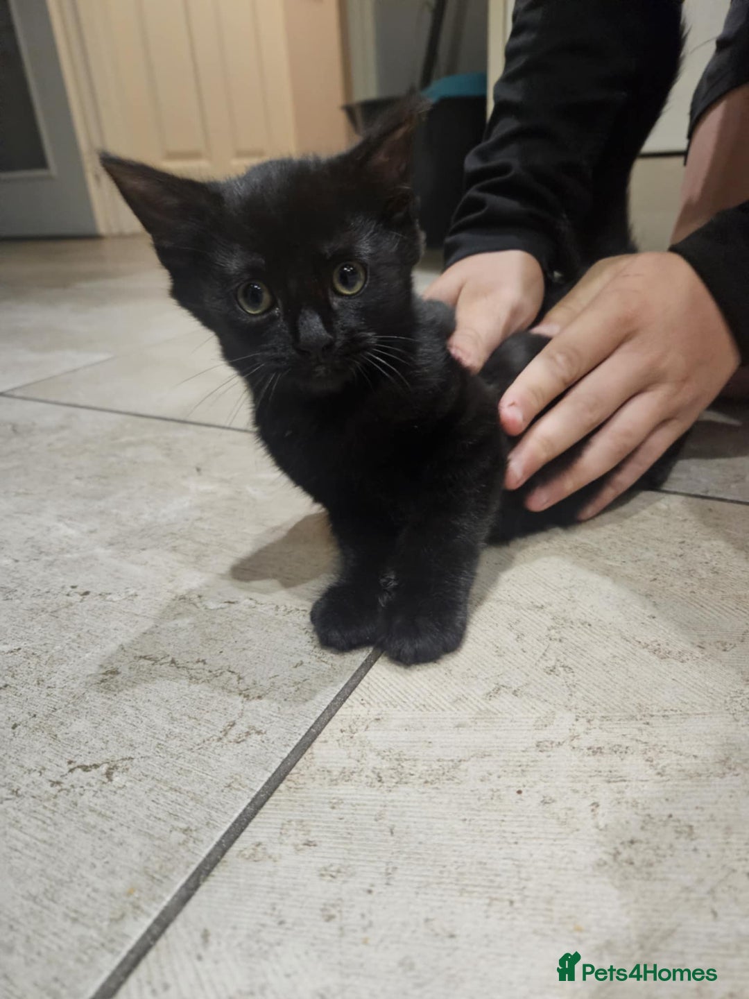 Mixed Breed cats for sale: kitten - Advert 3