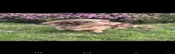 Dachshund dogs for sale: KC Registerd miniture daushands - Advert 17