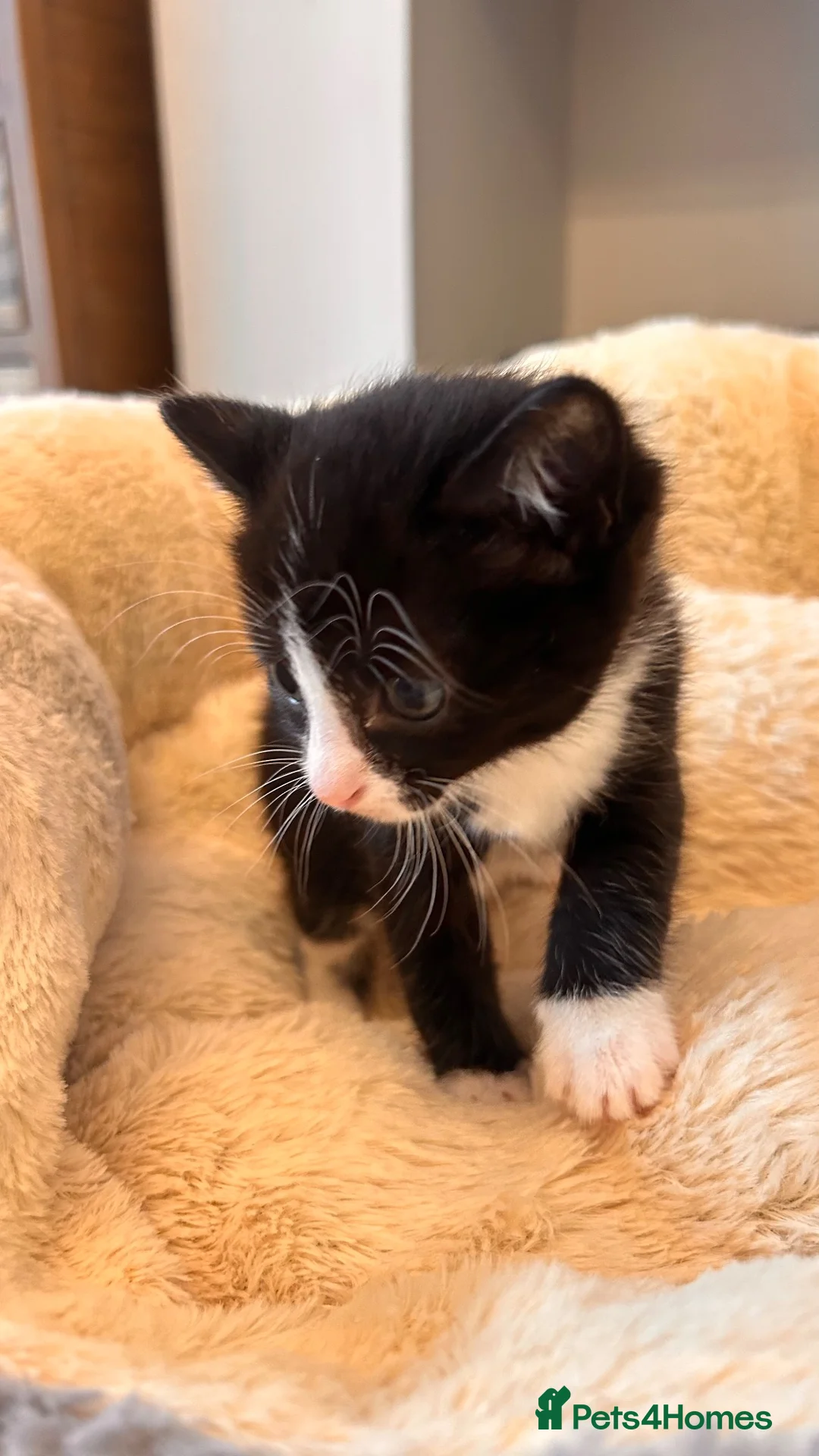British Shorthair cats for sale: 4 kittens for sale  in Darlington - Advert 11