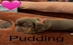 Miniature Dachshund dogs for sale: Miniature dachshund puppies  - Advert 11