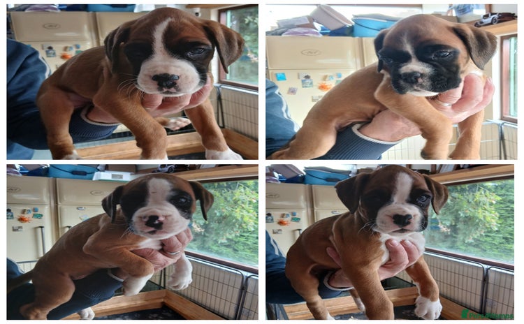 Boxer dogs - Advert 4