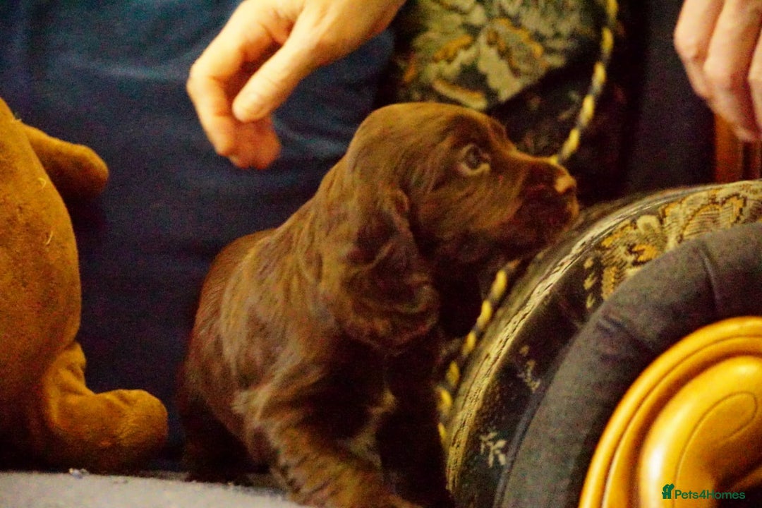 Cocker Spaniel dogs for sale: Working cocker spaniels  - Image 10