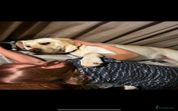 Labrador Retriever dogs for stud: Scout - Image 6