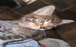 Mixed Breed cats for sale: Tabby kittens - Image 5