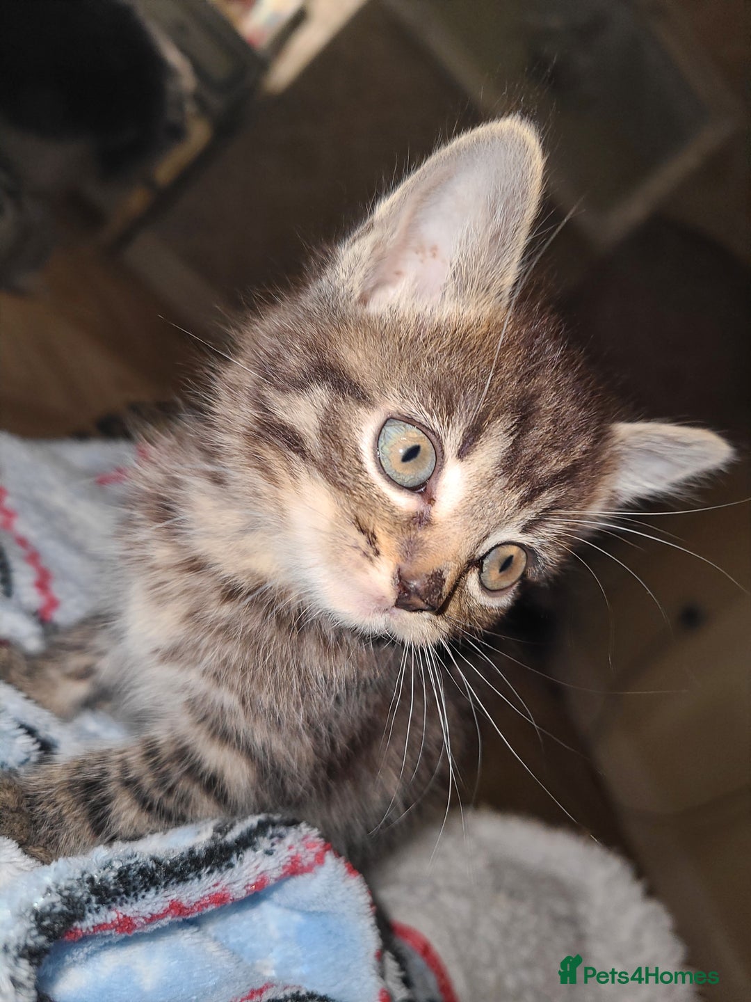 Mixed Breed cats for sale: Tabby kittens - Image 5