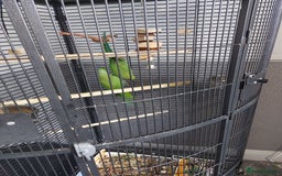 Ringnecks birds for sale: Ringneck bonded pair male and female 19 month - Image 3