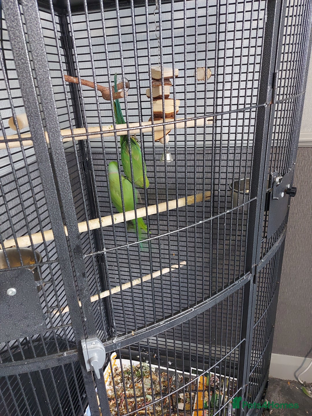 Ringnecks birds for sale: Ringneck bonded pair male and female 19 month - Image 3