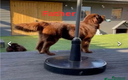 Newfoundland dogs for sale: 🐾 Beautiful Chocolate Newfoundland Puppy (LAST 1) - Image 13