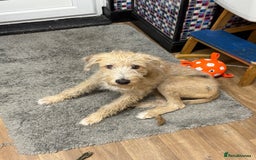 Mixed Breed dogs for sale: Teddy 6 month old - Image 3