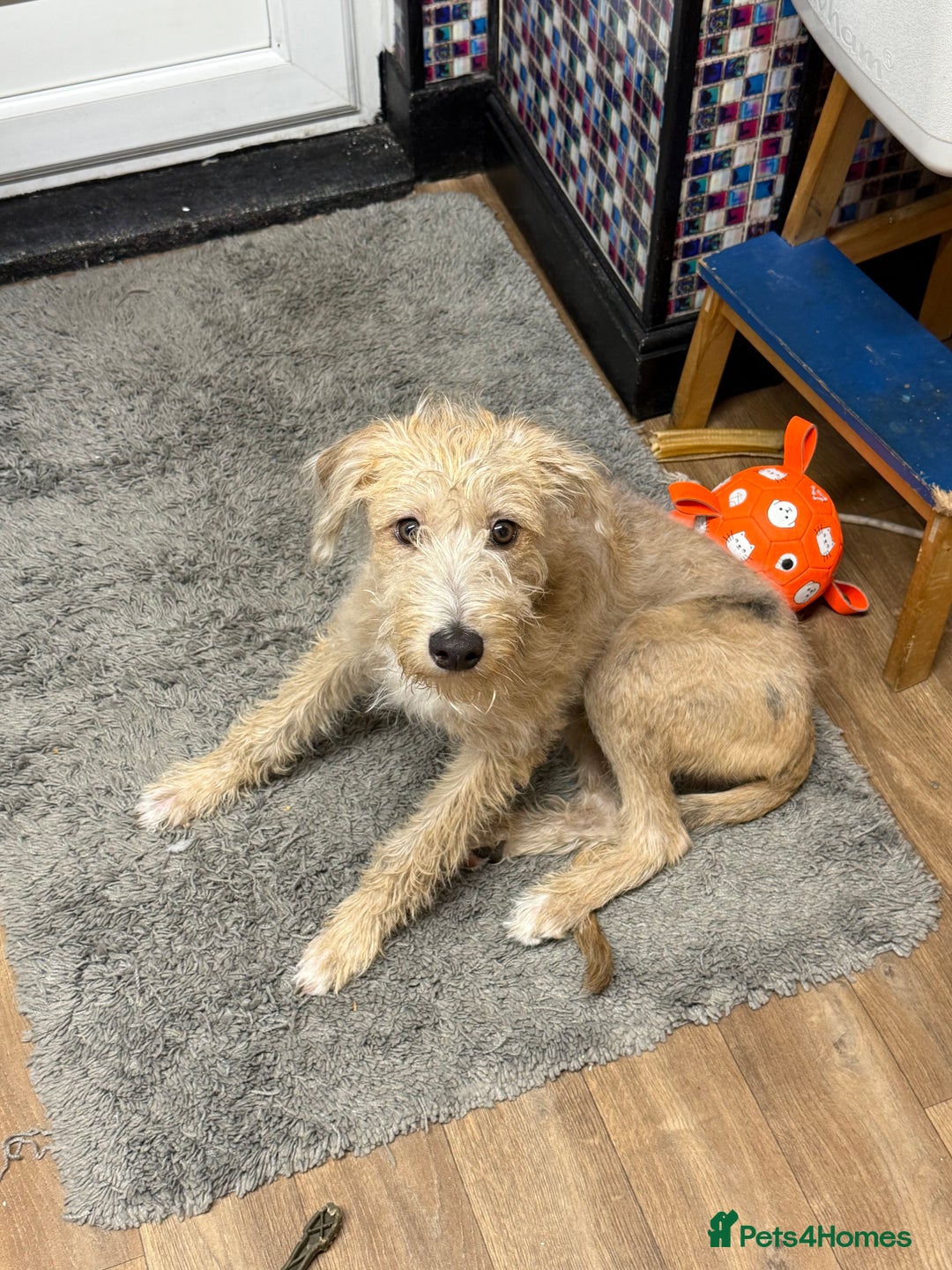 Mixed Breed dogs for sale: Teddy 6 month old - Image 3