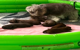 Shih Tzu dogs for sale: Imperial Shih tzu  - Image 2