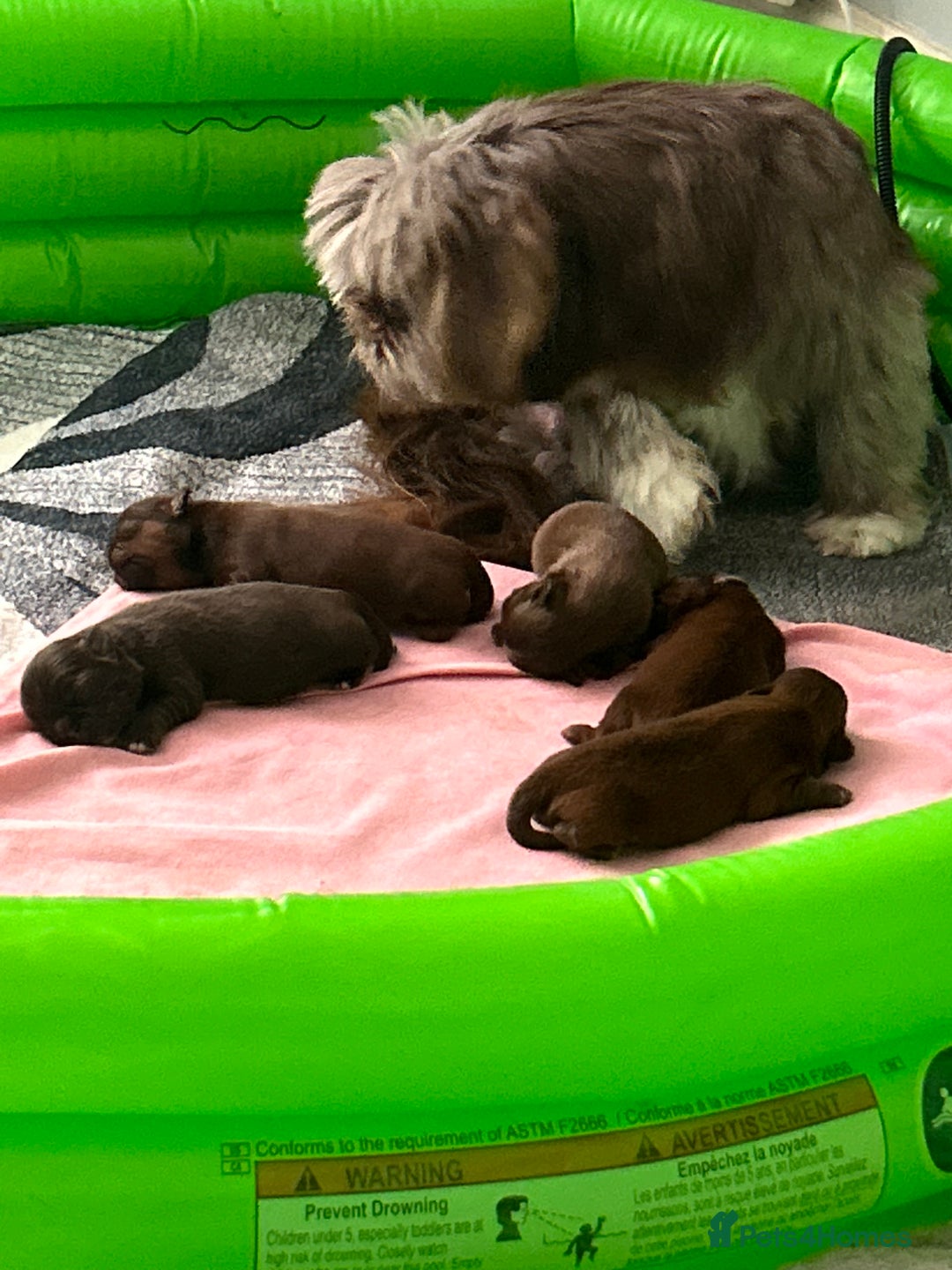 Shih Tzu dogs for sale: Imperial Shih tzu  - Image 2