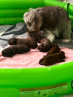 Shih Tzu dogs - Advert 2