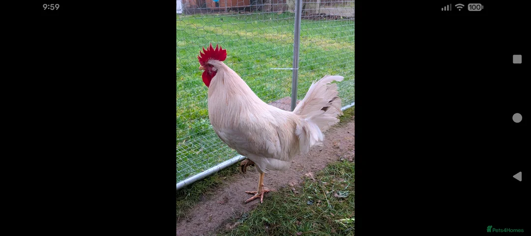 Chickens poultry for sale: 1 lovely and friendly Rooster/Cockerel - Advert 5