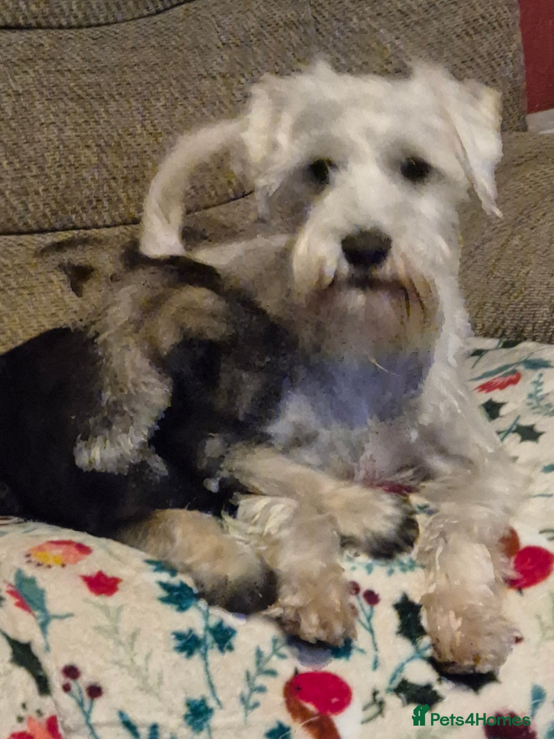 Miniature Schnauzer dogs for sale: All pups sold. Thank you - Advert 12