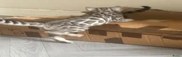 Bengal cats for sale: Bengal kittens  - Advert 2