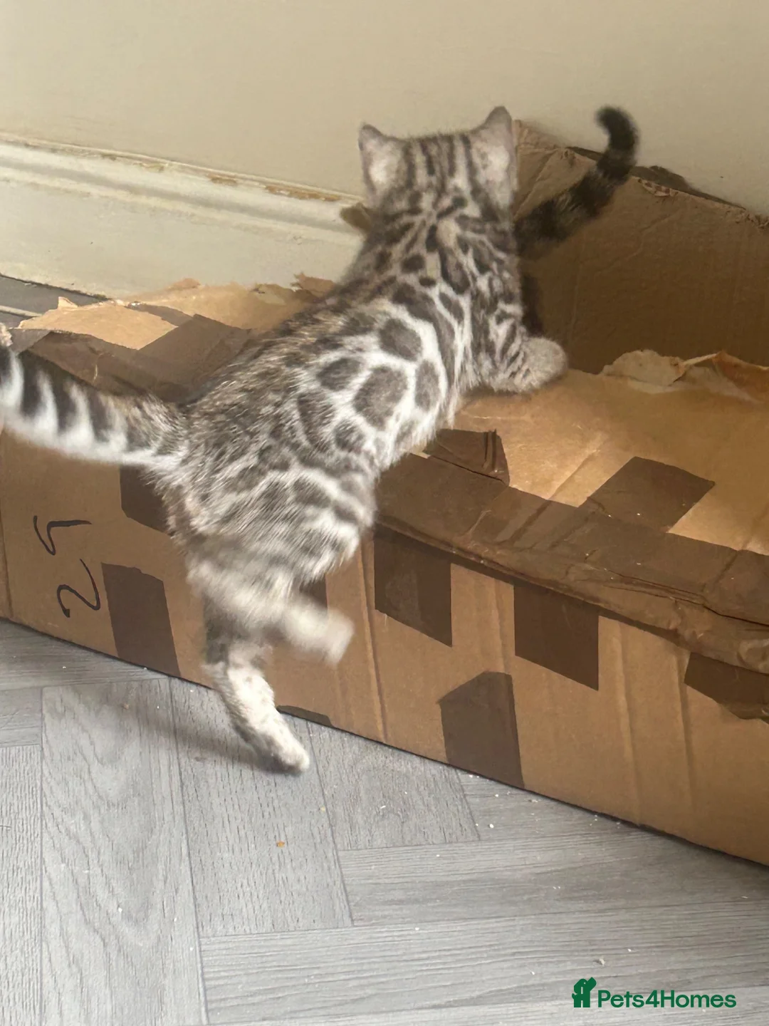 Bengal cats for sale: Bengal kittens  - Advert 2